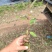 29号桉树苗高苗
