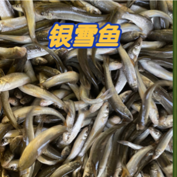 银雪鱼苗，成活率高上，生长出都快。全程技术指导。