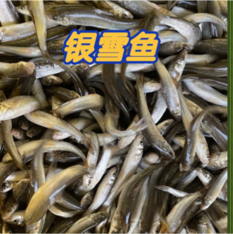银雪鱼苗，成活率高上，生长出都快。全程技术指导。