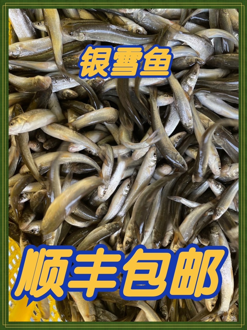 银雪鱼苗，成活率高上，生长出都快。全程技术指导。
