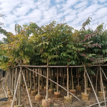 大叶紫薇大花紫薇袋苗大叶紫薇假植苗