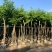 黄花梨树苗海南黄花梨袋苗4-15公分截杆骨架