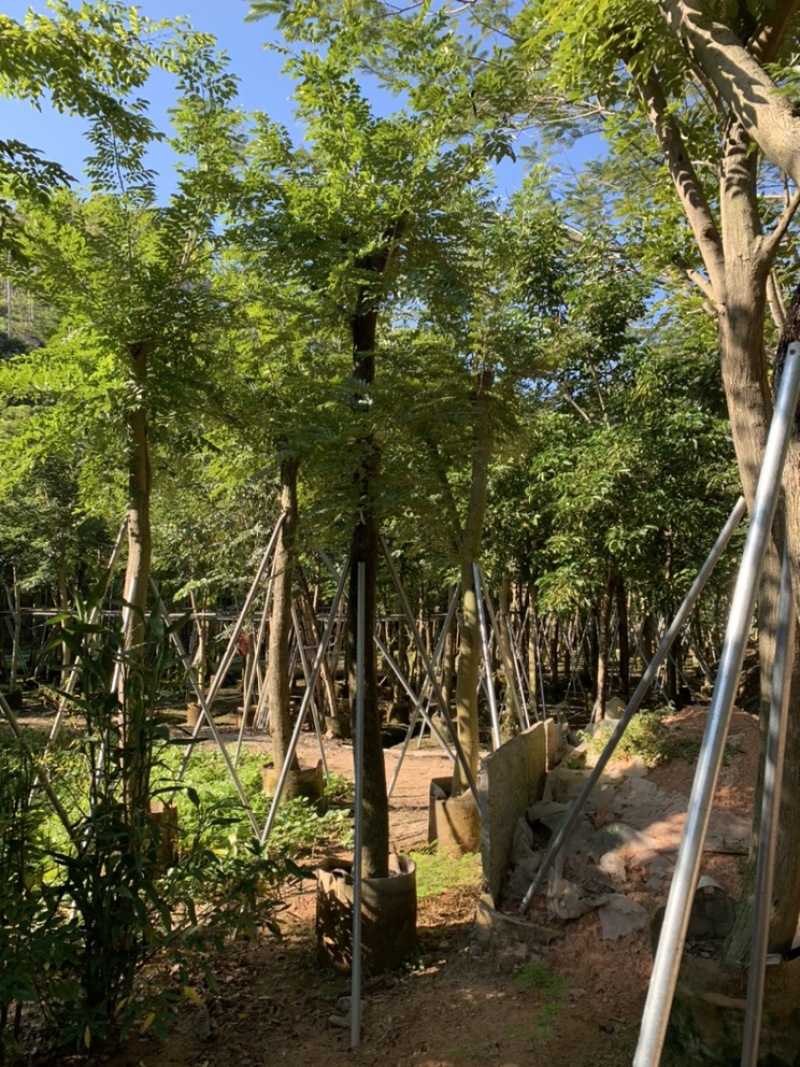 黄花梨树苗海南黄花梨袋苗4-15公分截杆骨架