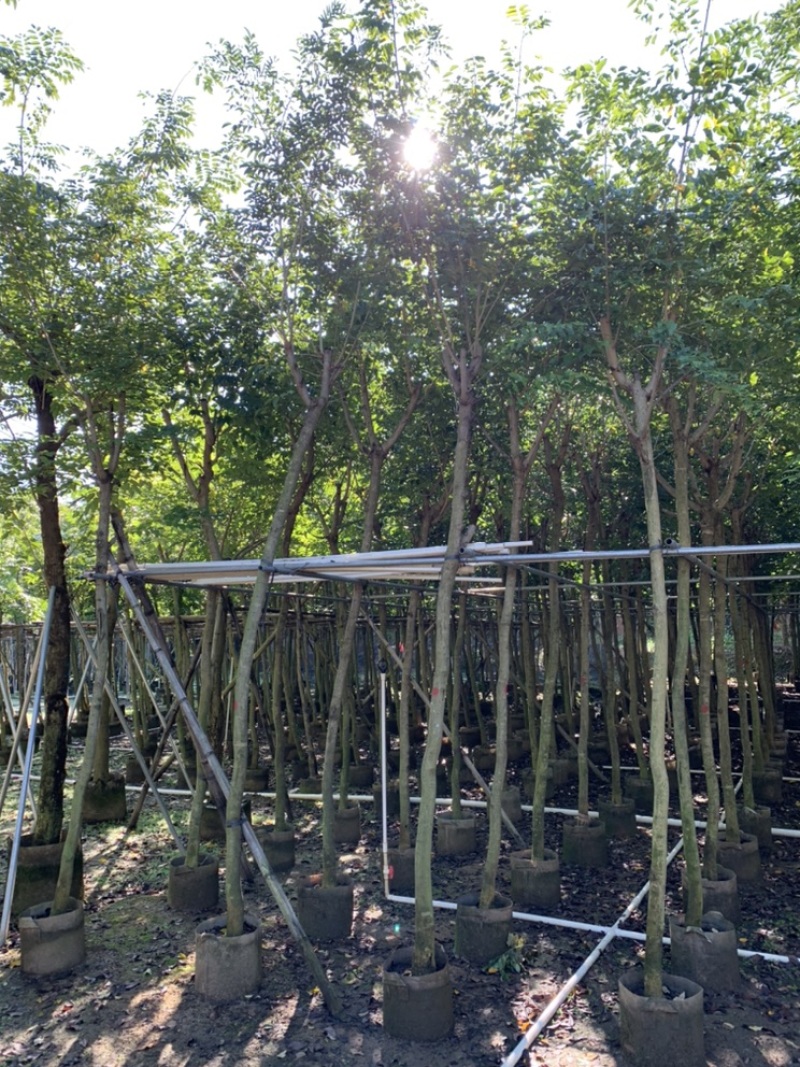 黄花梨树苗海南黄花梨袋苗4-15公分截杆骨架