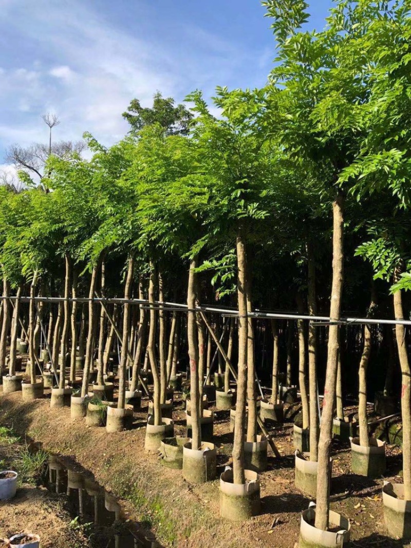 黄花梨树苗海南黄花梨袋苗4-15公分截杆骨架