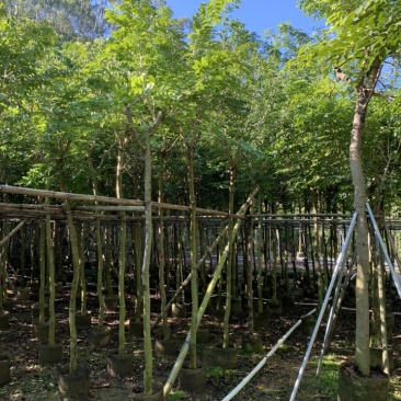 黄花梨树苗海南黄花梨袋苗4-15公分截杆骨架