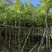 黄花梨树苗海南黄花梨袋苗4-15公分截杆骨架