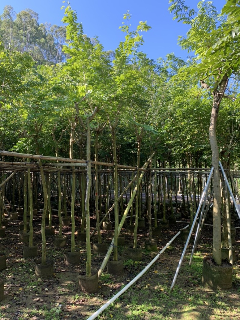 黄花梨树苗海南黄花梨袋苗4-15公分截杆骨架