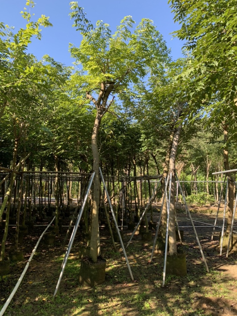黄花梨树苗海南黄花梨袋苗4-15公分截杆骨架