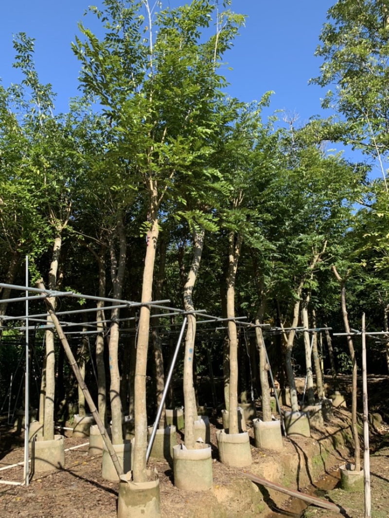 黄花梨树苗海南黄花梨袋苗4-15公分截杆骨架