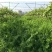 果园绿肥种子箭舌豌豆种子野豌豆种子抑制杂草生长耐寒耐旱