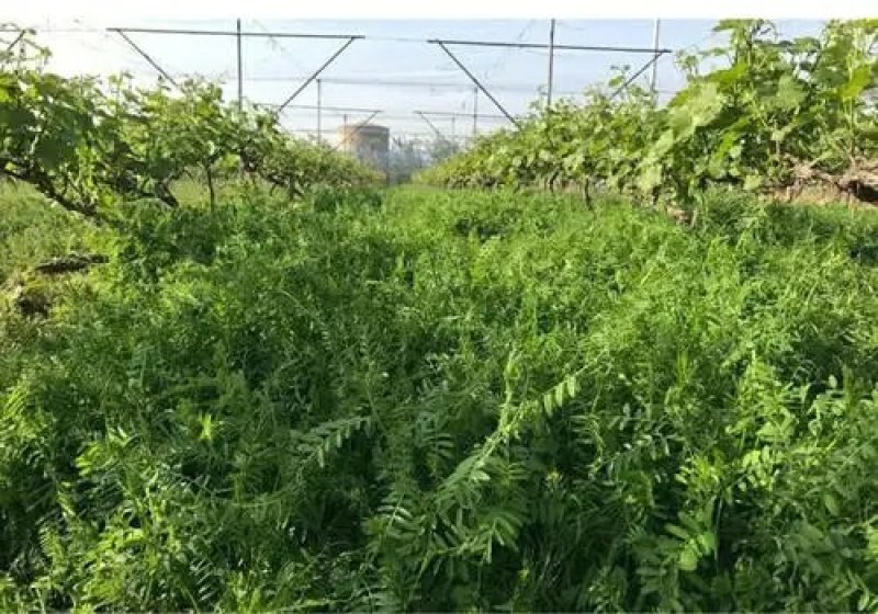 果园绿肥种子箭舌豌豆种子野豌豆种子抑制杂草生长耐寒耐旱