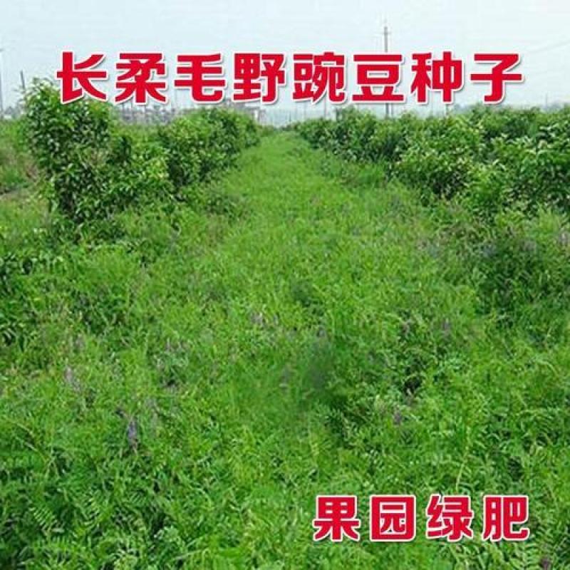 果园绿肥种子箭舌豌豆种子野豌豆种子抑制杂草生长耐寒耐旱