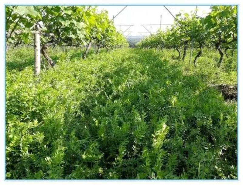 果园绿肥种子箭舌豌豆种子野豌豆种子抑制杂草生长耐寒耐旱