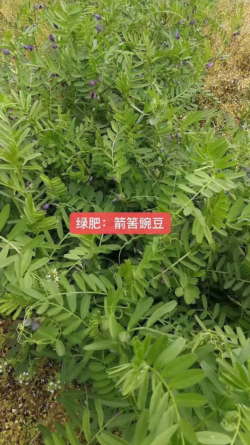 果园绿肥种子箭舌豌豆种子野豌豆种子抑制杂草生长耐寒耐旱