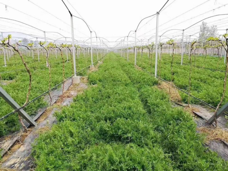 果园绿肥种子箭舌豌豆种子野豌豆种子抑制杂草生长耐寒耐旱