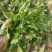 新鲜荠荠菜，现挖现卖，味道鲜美。