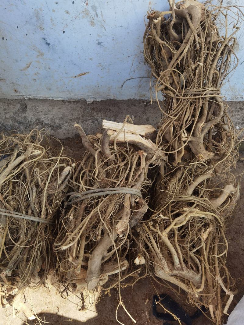 白花牛奶根，小叶牛奶树根