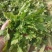 新鲜荠荠菜，现挖现卖，味道鲜美。