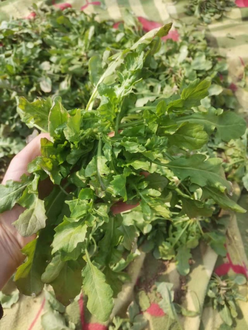 新鲜荠荠菜，现挖现卖，味道鲜美。