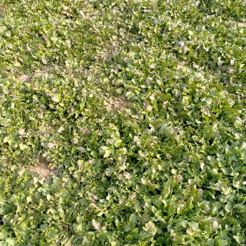 新鲜荠荠菜，现挖现卖，味道鲜美。