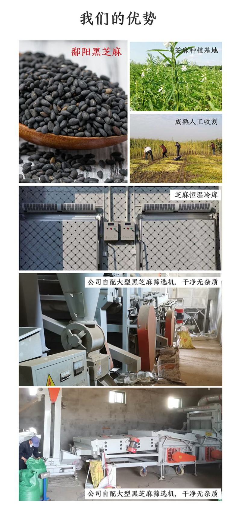 江西鄱阳黑芝麻基地直供老品种颗粒小皮薄肉厚口感香无苦涩味