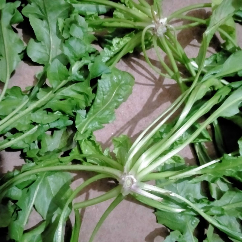 新鲜荠荠菜，现挖现卖，味道鲜美。