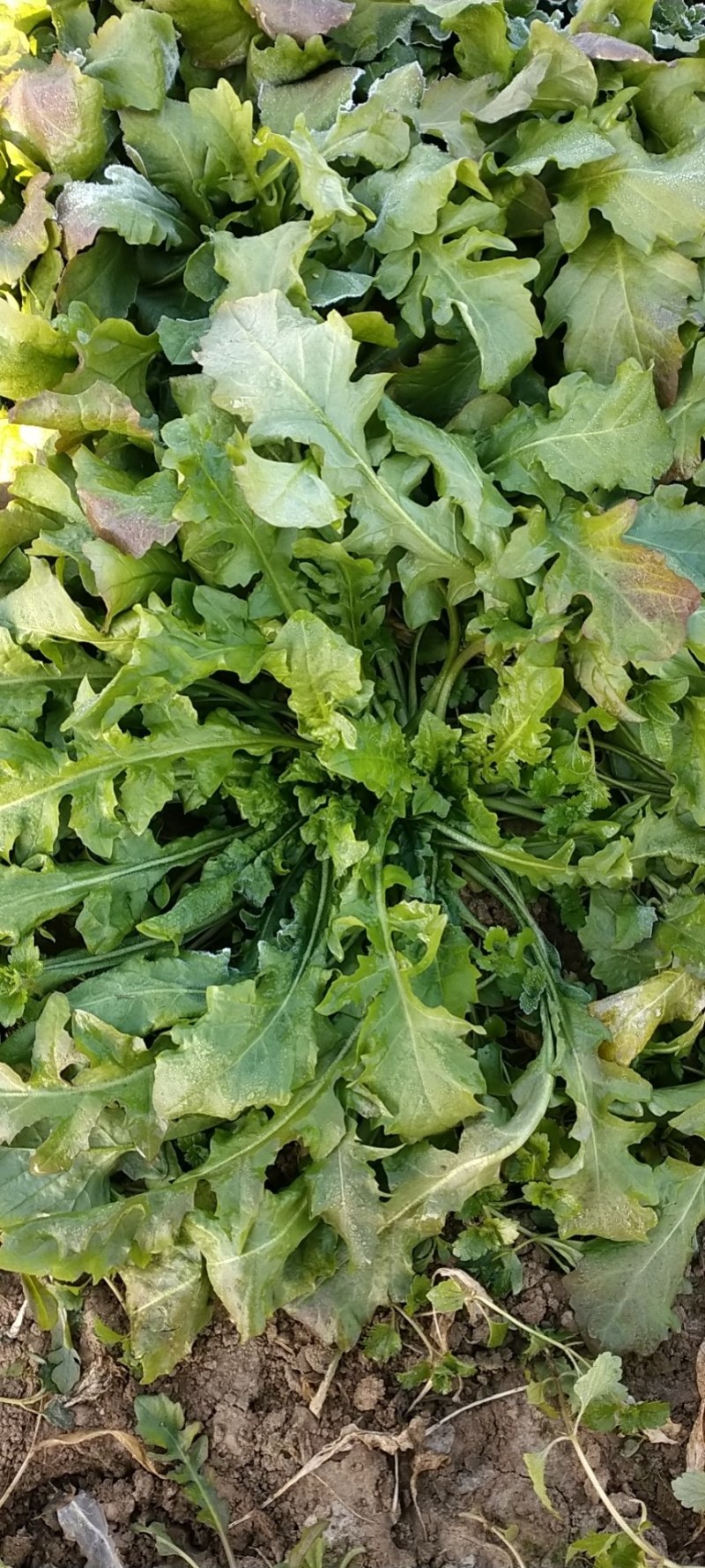 新鲜荠荠菜，现挖现卖，味道鲜美。