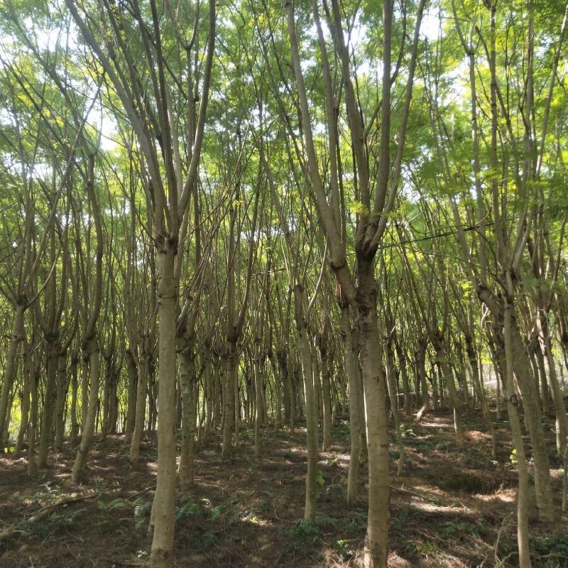 大量蓝花楹11/16公分出售