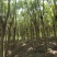 大量蓝花楹11/16公分出售