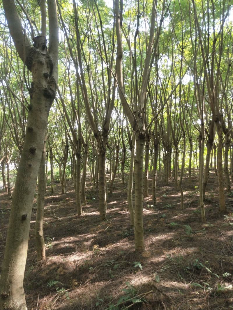 大量蓝花楹11/16公分出售
