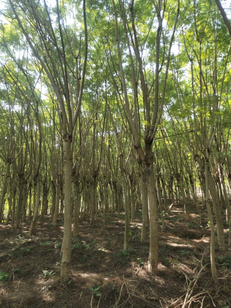 大量蓝花楹11/16公分出售