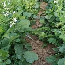 肥田萝卜种子又名满园花茹菜优质绿肥种子改善土壤可作饲料