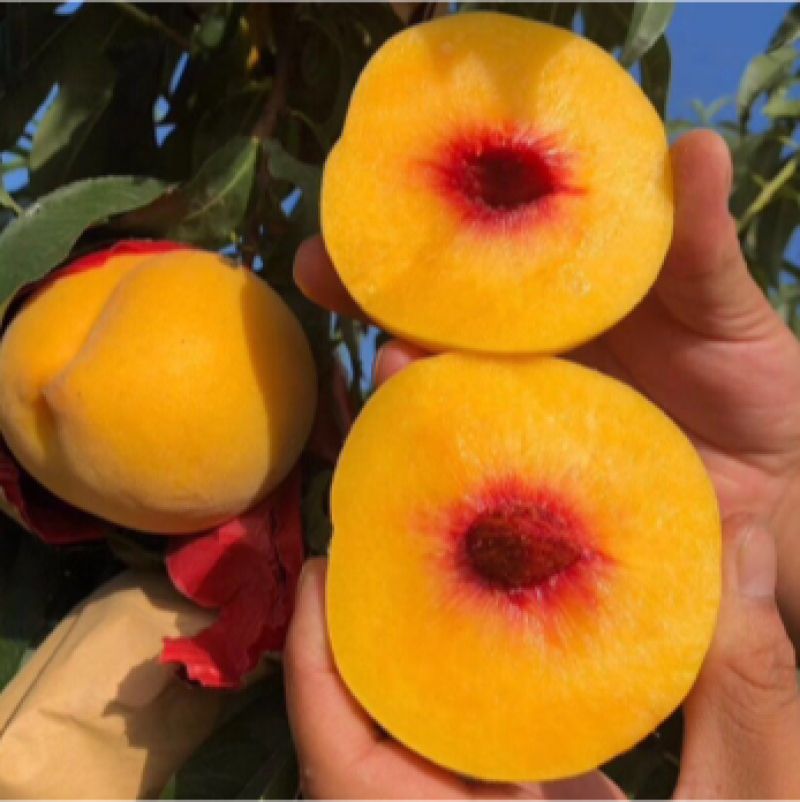 桃树苗批发嫁接晚霜黄金蜜桃红心离核南方北方种植桃树苗