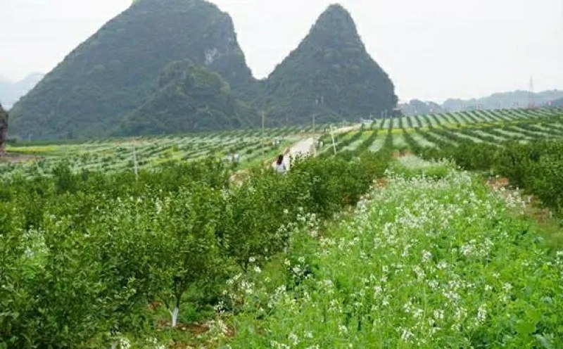 肥田萝卜种子又名满园花茹菜优质绿肥种子改善土壤可作饲料
