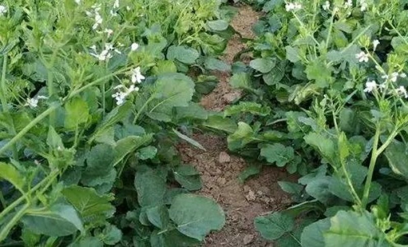 肥田萝卜种子又名满园花茹菜优质绿肥种子改善土壤可作饲料