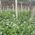 肥田萝卜种子又名满园花茹菜优质绿肥种子改善土壤可作饲料