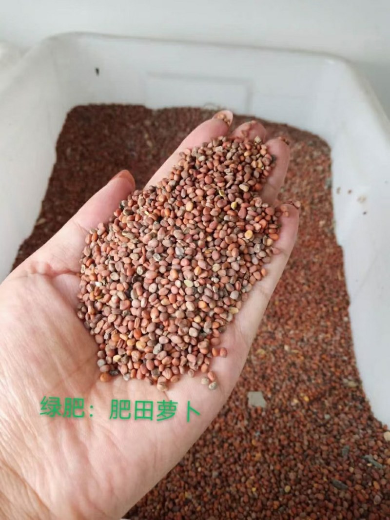 肥田萝卜种子又名满园花茹菜优质绿肥种子改善土壤可作饲料
