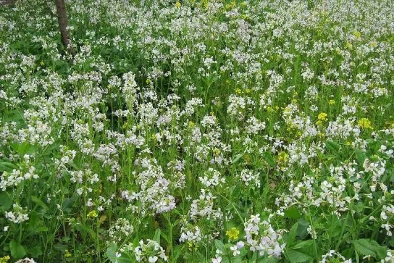 肥田萝卜种子又名满园花茹菜优质绿肥种子改善土壤可作饲料