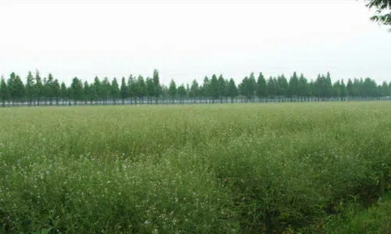 肥田萝卜种子又名满园花茹菜优质绿肥种子改善土壤可作饲料