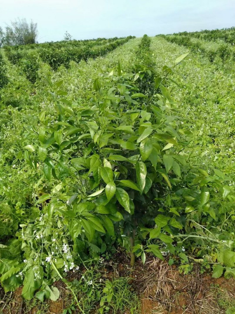 肥田萝卜种子又名满园花茹菜优质绿肥种子改善土壤可作饲料