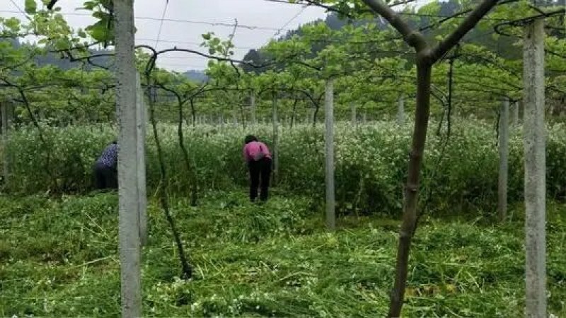 肥田萝卜种子又名满园花茹菜优质绿肥种子改善土壤可作饲料