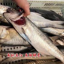 新鲜马友鱼鲜活海鲜水产产地深海海捕酒店供应批发包邮