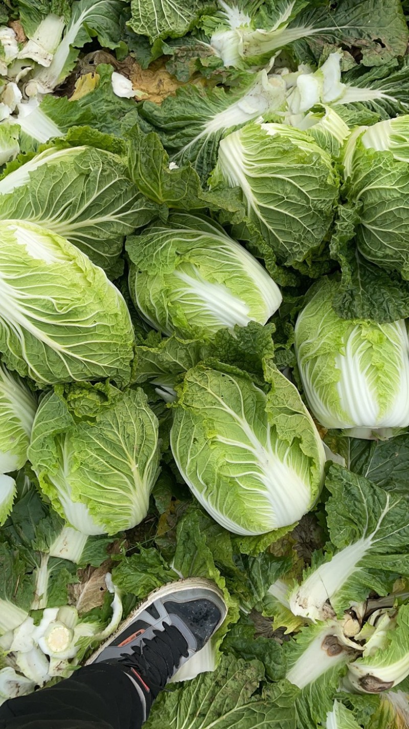 《热》大白菜！万亩高山旱地大白菜欢迎全国各地老板发货