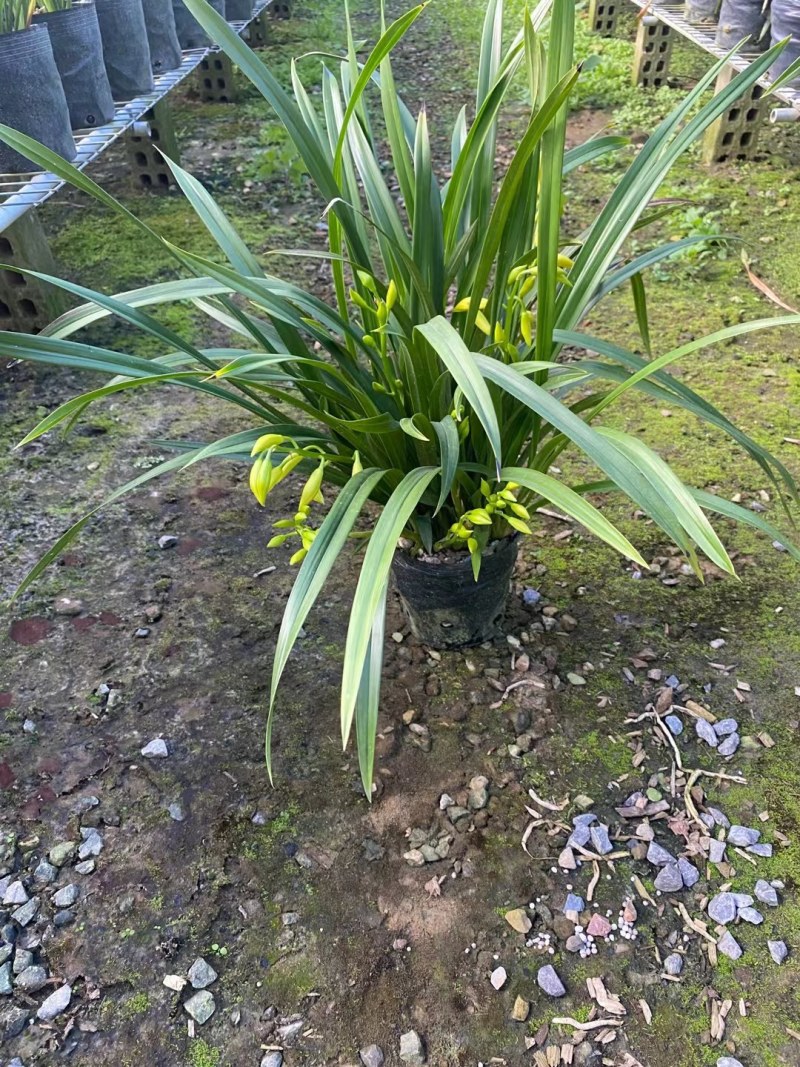 大墨兰