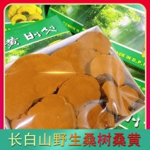 西藏野生桑黄正宗西藏桑树桑黄天然金边桑黄