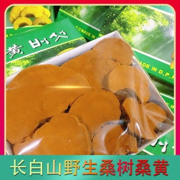西藏野生桑黄正宗西藏桑树桑黄天然金边桑黄