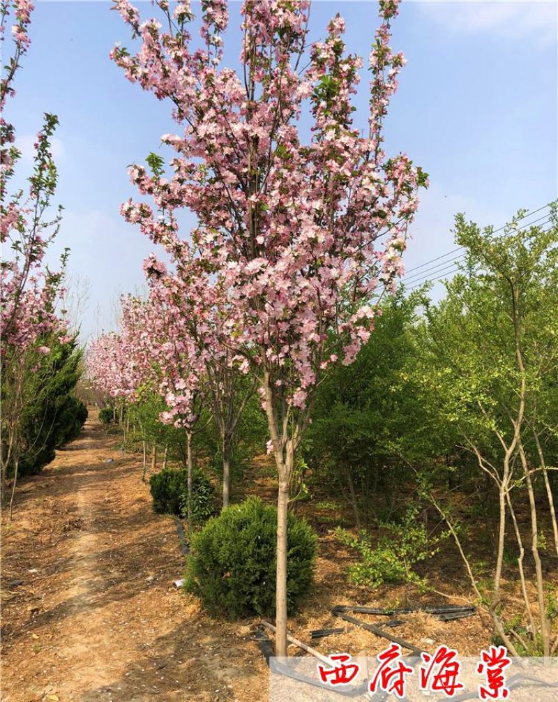 垂丝海棠树苗3/4/5/6/8公分产地价格绚丽北美海棠