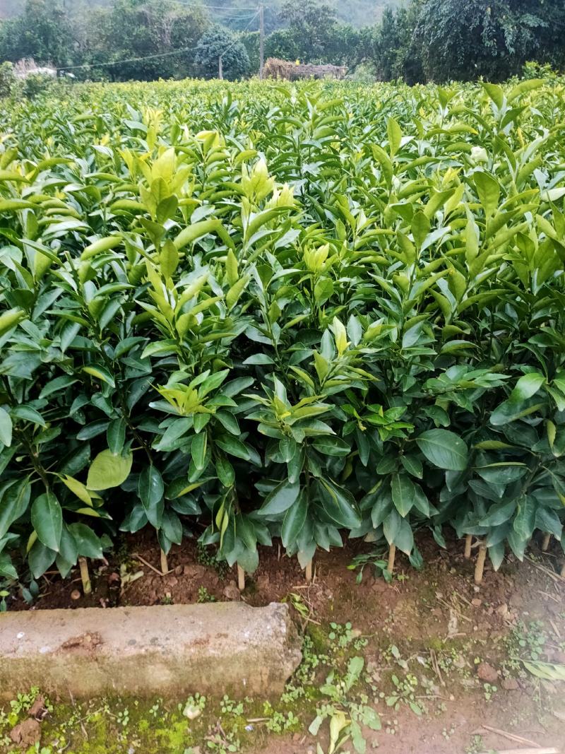 沃柑苗，嫁接沃柑新会，场地直销包邮发货