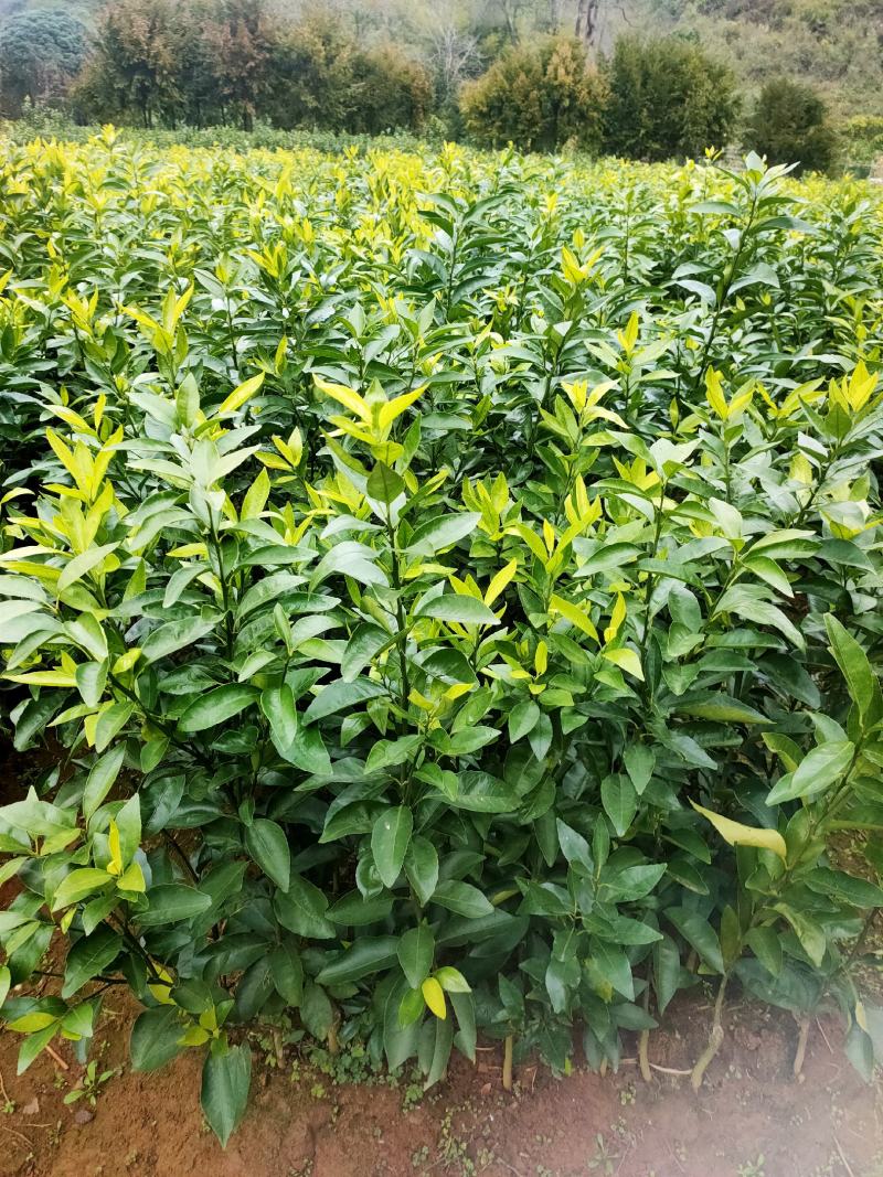 沃柑苗，嫁接沃柑新会，场地直销包邮发货